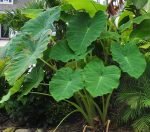 Arbi Small / Colocasia