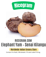 Elephant Yam – Senai Kilangu