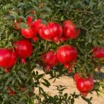 Pomegranate (MADHULAI)