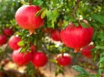 Pomegranate (MADHULAI)