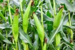 Sweet Corn