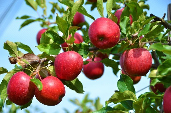 Apple Royal Gala  1kg