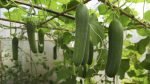 Cucumber (VELLARIKAYI)