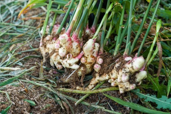Ginger (Inji) 500gm