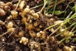 Ginger (Inji) 500gm