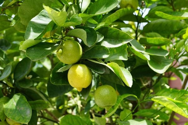 Lemon