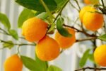 Orange Imported 1kg