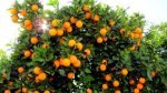Orange Imported 1kg