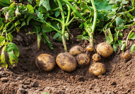potato 3