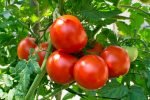 Tomato 1 Kg