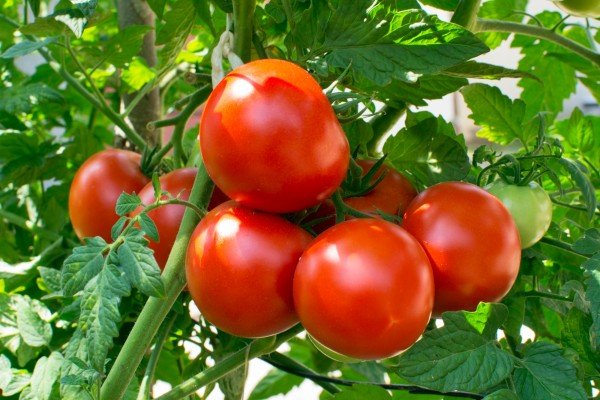 Tomato 1 Kg