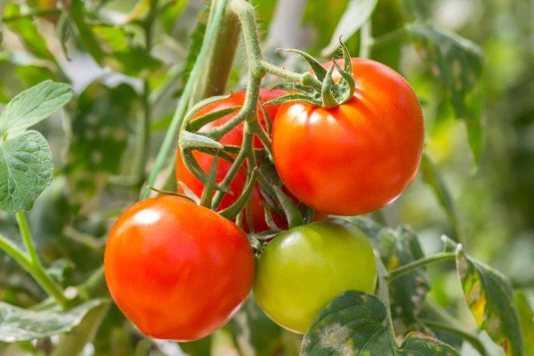 Tomato 1 Kg
