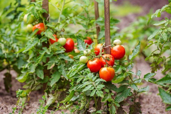 Tomato 1 Kg
