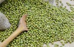 சிறு பயிறு Legume